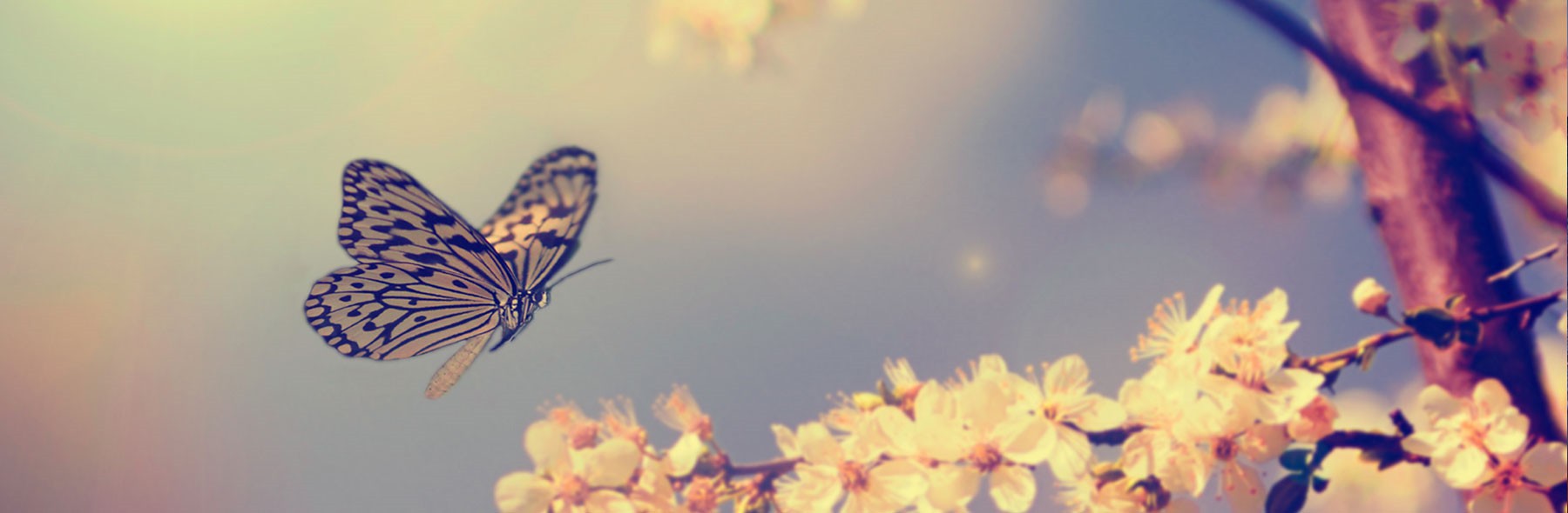 butterfly butterfly
