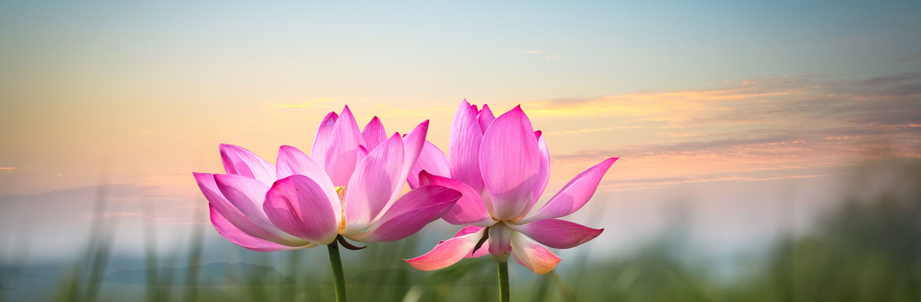 flower flower